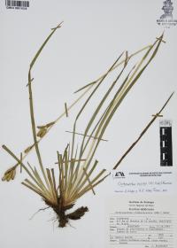 Orthrosanthus exsertus image